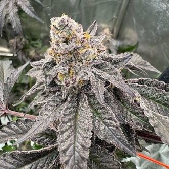 Gary Sherbet (Fast Buds) Féminisée