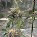 Gary Sherbet (Fast Buds) Féminisée