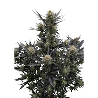 Guava Auto RF3 (FastBuds) feminized