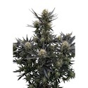 Guava Auto RF3 (Fast Buds) Féminisée