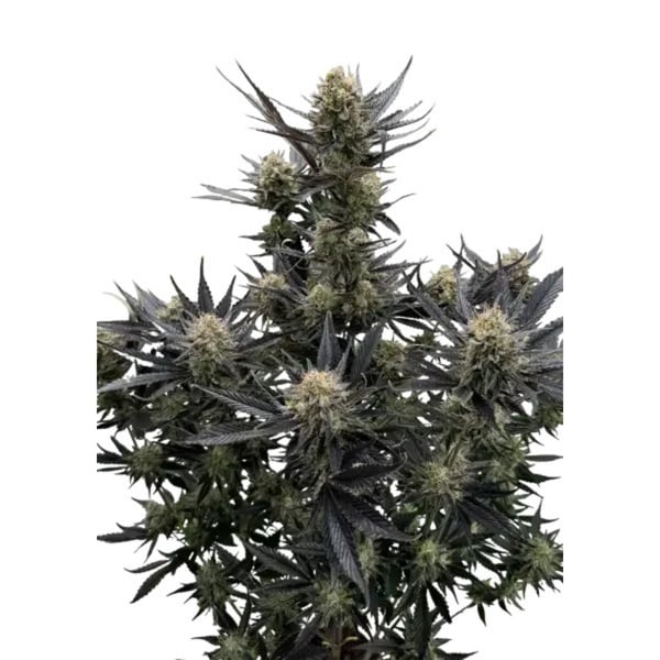 Guava Auto RF3 (Fast Buds) Féminisée