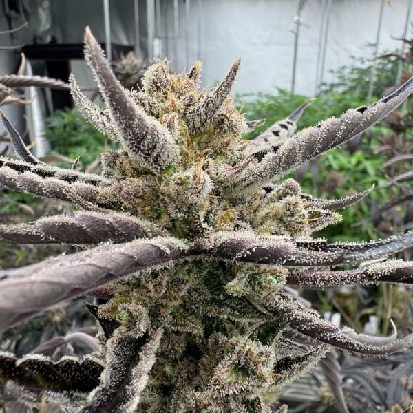 Guava Auto RF3 (Fast Buds) Féminisée