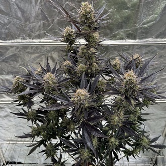 Guava Auto RF3 (Fast Buds) Féminisée