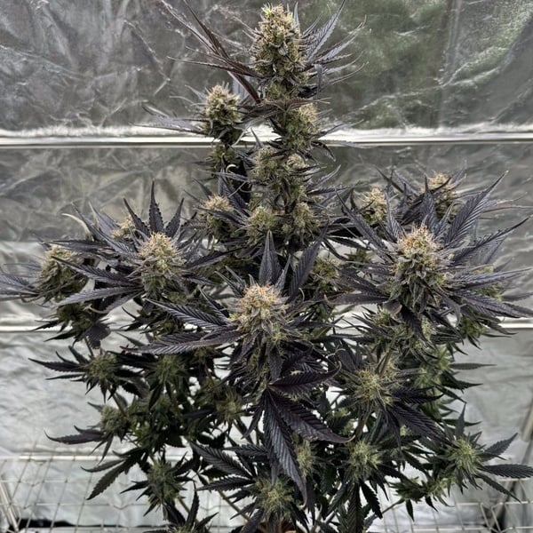 Guava Auto RF3 (Fast Buds) Féminisée