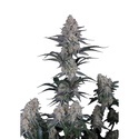 Guava Sundae Auto (Fast Buds) Féminisée