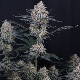Guava Sundae Auto (Fast Buds) Féminisée