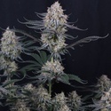 Guava Sundae Auto (Fast Buds) Féminisée