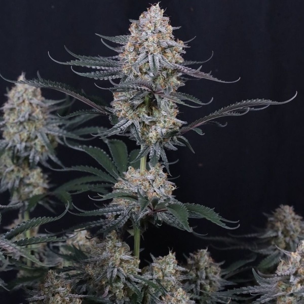 Guava Sundae Auto (Fast Buds) Féminisée