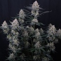 Guava Sundae Auto (Fast Buds) Féminisée