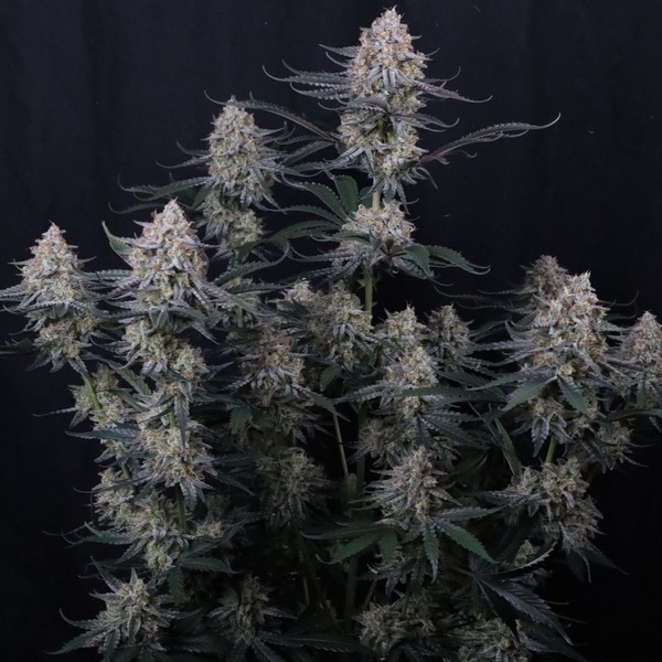 Guava Sundae Auto (Fast Buds) Féminisée