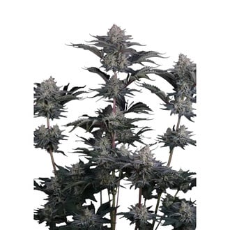 Mendo Frost Auto (Fast Buds) F&eacute;minis&eacute;e