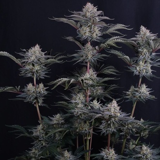 Mendo Frost Auto (Fast Buds) Féminisée