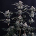 Mendo Frost Auto (Fast Buds) Féminisée