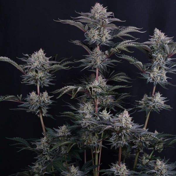 Mendo Frost Auto (Fast Buds) Féminisée