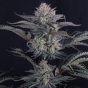 Mendo Frost Auto (Fast Buds) Féminisée