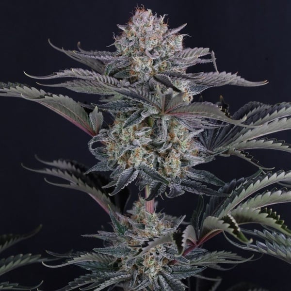 Mendo Frost Auto (Fast Buds) Féminisée