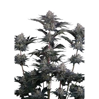 Mendo Guava Auto (FastBuds) feminized