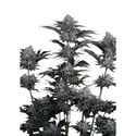 Mendo Guava Auto (Fast Buds) Féminisée