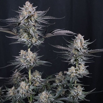 Mendo Guava Auto (Fast Buds) Féminisée