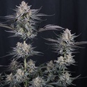 Mendo Guava Auto (Fast Buds) Féminisée