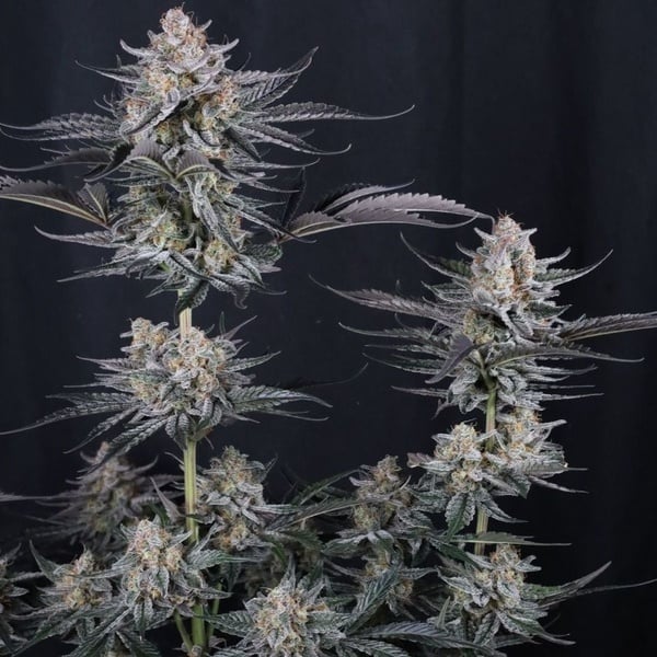Mendo Guava Auto (Fast Buds) Féminisée
