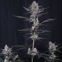 Mendo Guava Auto (Fast Buds) Féminisée