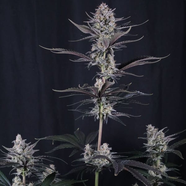 Mendo Guava Auto (Fast Buds) Féminisée