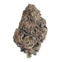 Papayton (Fast Buds) Féminisée