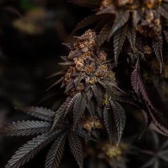 Papayton (Fast Buds) Féminisée