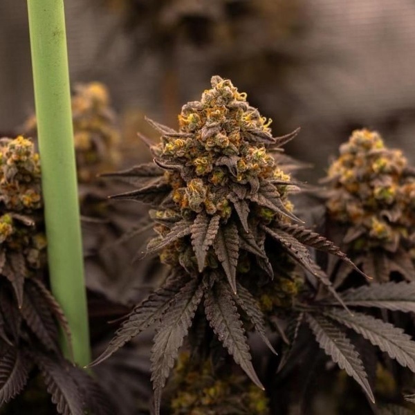 Papayton (Fast Buds) Féminisée