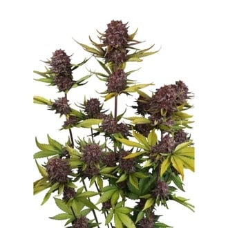 Purple Lemonade Auto RF3 (Fast Buds) F&eacute;minis&eacute;e
