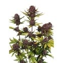 Purple Lemonade Auto RF3 (Fast Buds) Féminisée