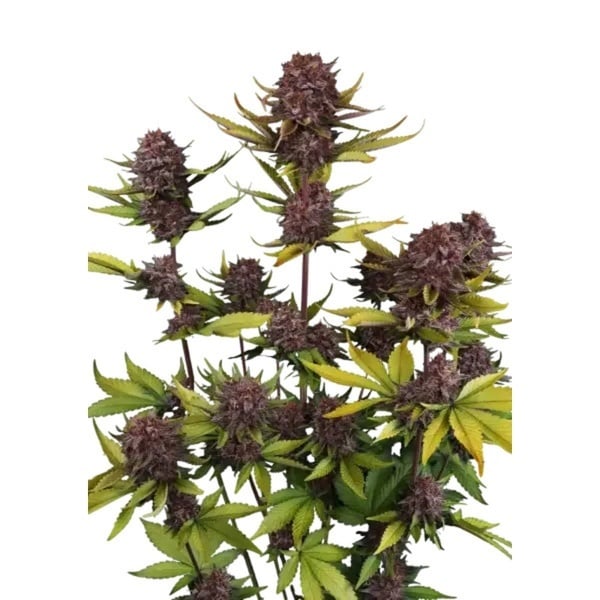 Purple Lemonade Auto RF3 (Fast Buds) Féminisée
