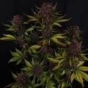 Purple Lemonade Auto RF3 (Fast Buds) Féminisée