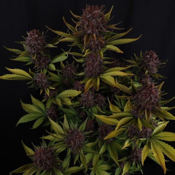 Purple Lemonade Auto RF3 (Fast Buds) Féminisée
