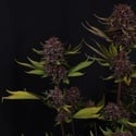 Purple Lemonade Auto RF3 (Fast Buds) Féminisée