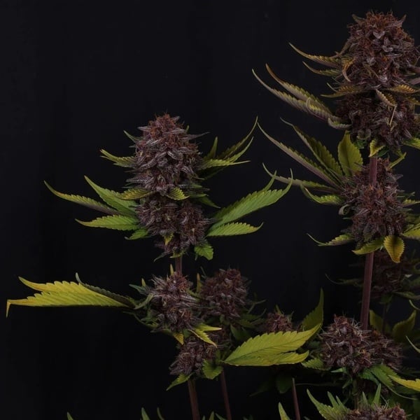 Purple Lemonade Auto RF3 (Fast Buds) Féminisée