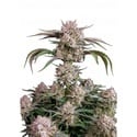Strawberry Gorilla Auto RF3 (Fast Buds) Féminisée