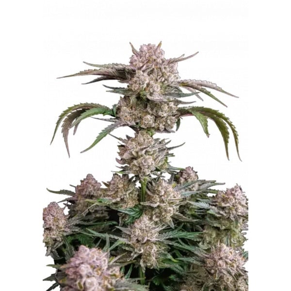 Strawberry Gorilla Auto RF3 (Fast Buds) Féminisée