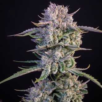 Strawberry Gorilla Auto RF3 (Fast Buds) Féminisée