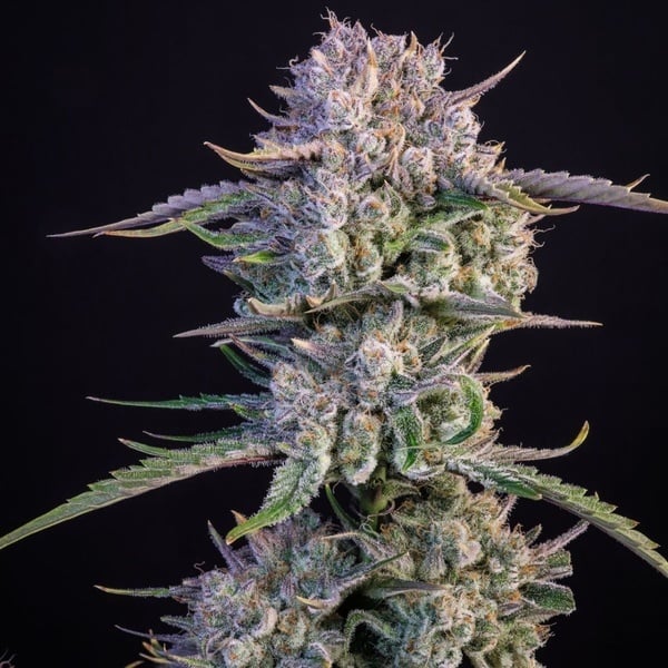 Strawberry Gorilla Auto RF3 (Fast Buds) Féminisée
