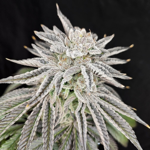 Yuzu Grape Kush (Pure Instinto) Féminisée