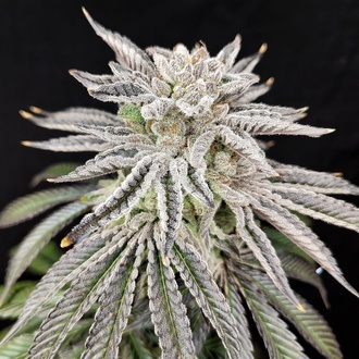 Yuzu Grape Kush (Pure Instinto) Féminisée