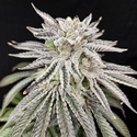 Yuzu Grape Kush (Pure Instinto) Féminisée