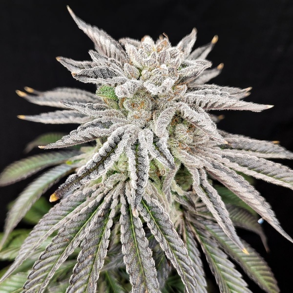 Yuzu Grape Kush (Pure Instinto) Féminisée