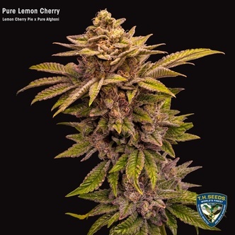 Pure Lemon Cherry (T.H.Seeds) feminized