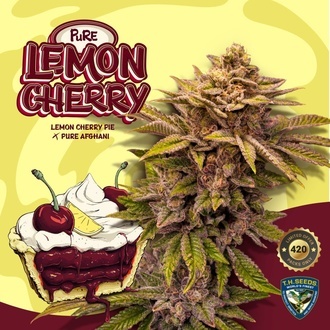 Pure Lemon Cherry (T.H.Seeds) Féminisée
