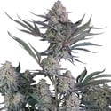 Lemon Tree Auto (Fast Buds) Féminisée