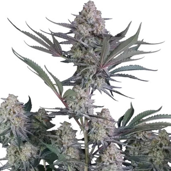 Lemon Tree Auto (Fast Buds) Féminisée