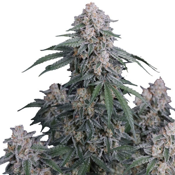 GMO Auto (Fast Buds) Féminisée
